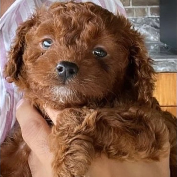 Meet your Posher, Switza - Picture 4 of 5